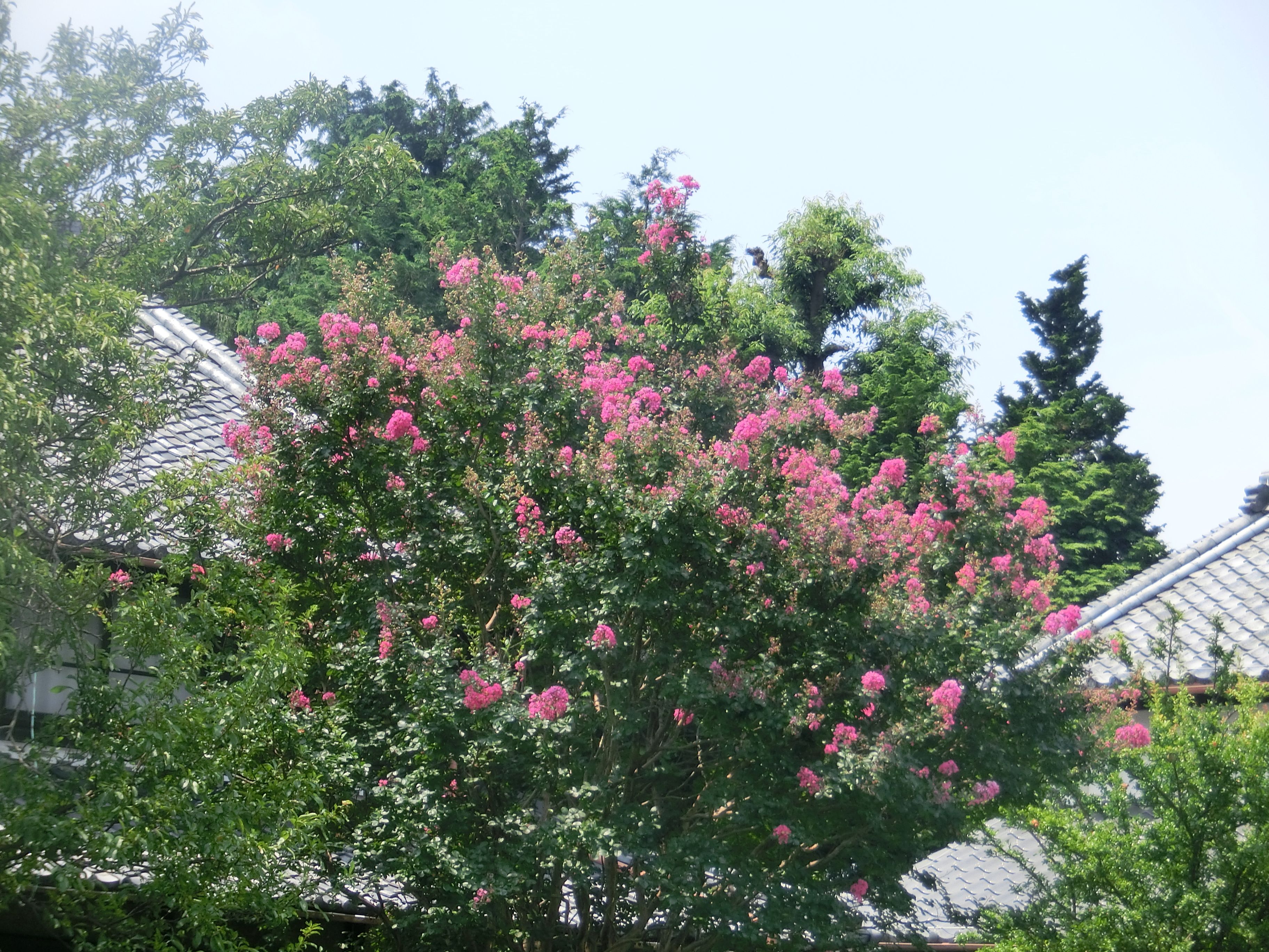 百日紅 暮らしを楽しむ deux 楽天ブログ