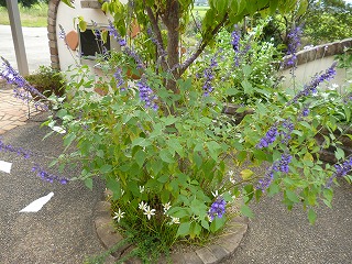 P1240064ss.jpg