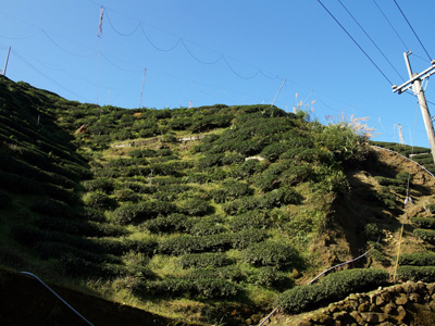 かなり傾斜は急です