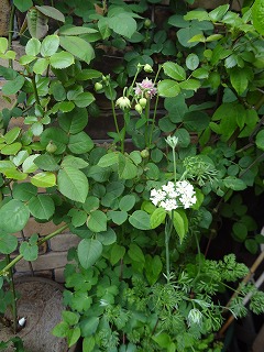DSC03873.jpg