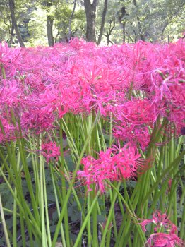 曼珠沙華9.jpg