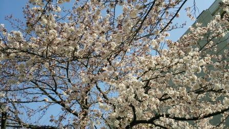 桜2.jpg