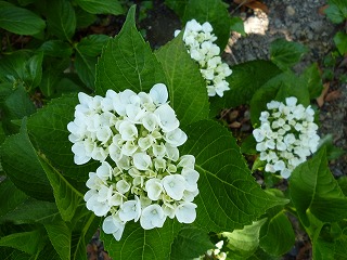 P1060518ss.jpg