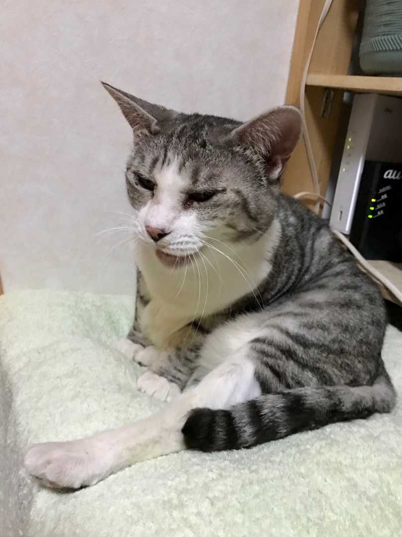 野分ごめんね  猫と一緒に - 楽天ブログ