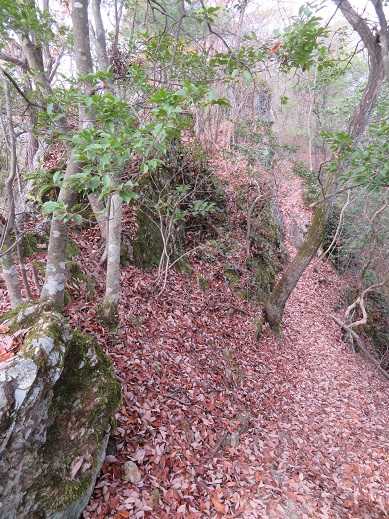 自然遺産の森から金山三角点へ KIKIの山行き・・・ 山と山の花 楽天ブログ
