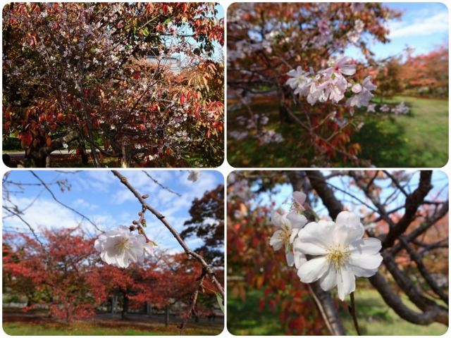 171112sakurakaeri.jpg