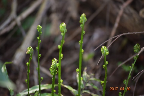 DSC_0043.jpg