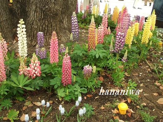 2012_0414トレッサ用寄せ植えとクレマチスの講座とカ0010.JPG