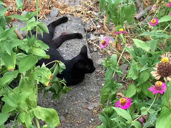 我が家のニャンコ♪2015/8/14-4