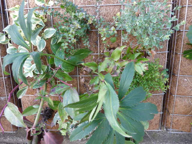 69 寄せ植え