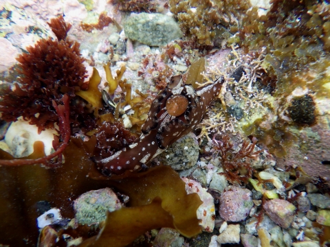 串本磯採集2017年4月中旬29　クロヘリアメフラシ（Aplysia parvula）
