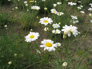 IMG_0127.jpg