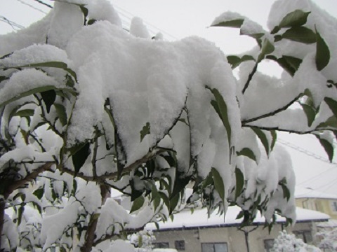 雪１６柚子.jpg