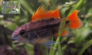 ci_ap_cacatoorangetail_11[1].jpg