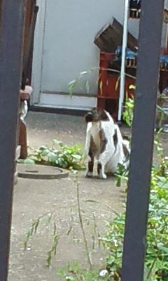 猫の恋3.jpg