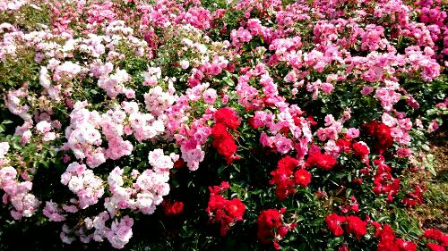 rblog-20160523000342-05.jpg