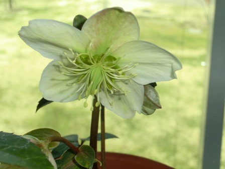 キャンディーラブ