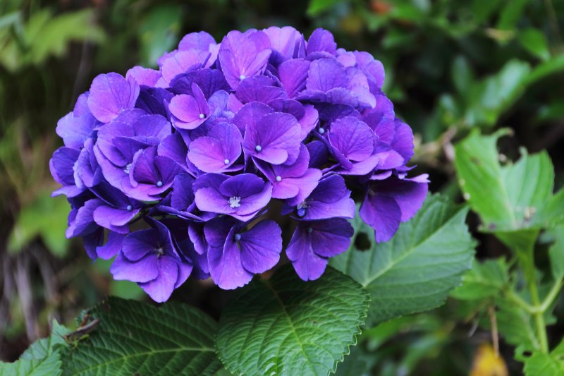 中千本公園の紫陽花_06.jpg
