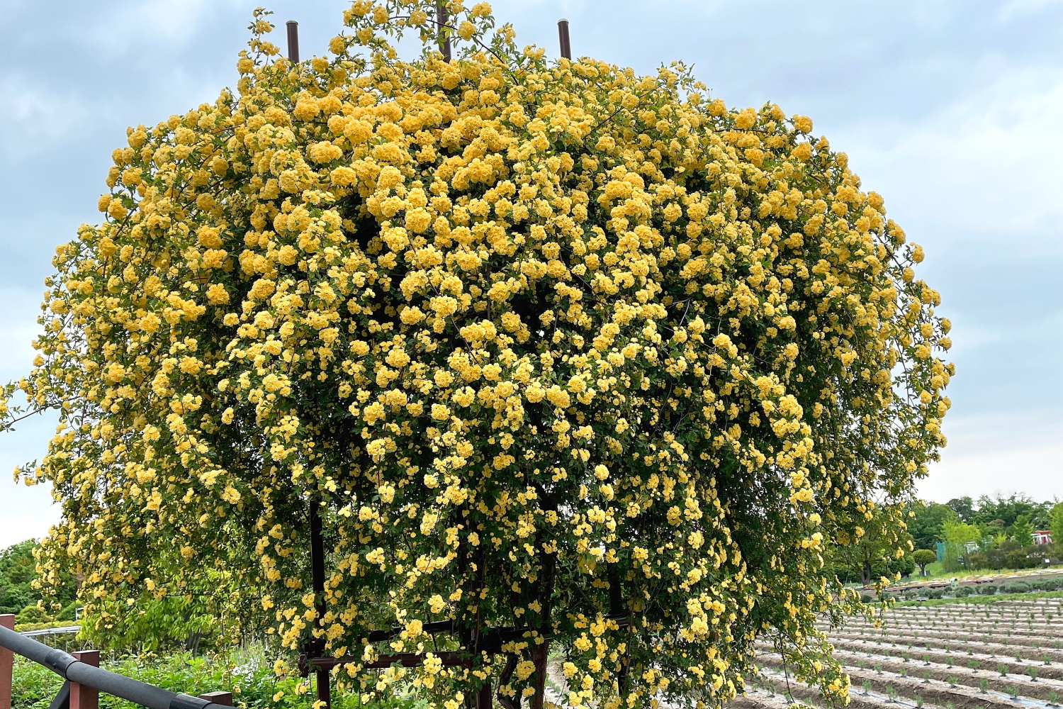 モッコウバラ（木香茨・木香薔薇）「綺麗に咲き誇って