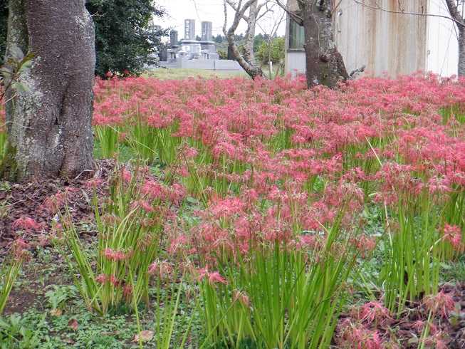 10 11 スパイク散歩 ２ 行方市 西蓮寺 の彼岸花 ばくんと愛犬スパイク 楽天ブログ