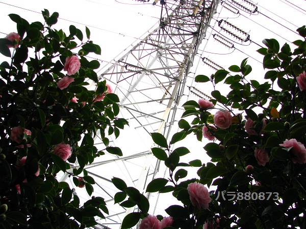 IMG_0890 - コピー (2).JPG