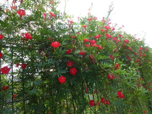 羽衣縷紅草 ハゴロモルコウソウ ミソハギ 丸葉縷紅草 写真あり 私の好きな花 楽天ブログ