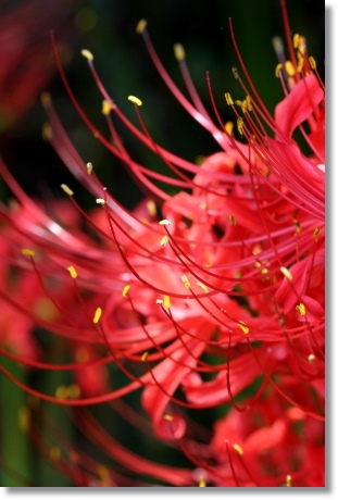 狐山古墳-10 ヒガンバナ-10 13.9.24