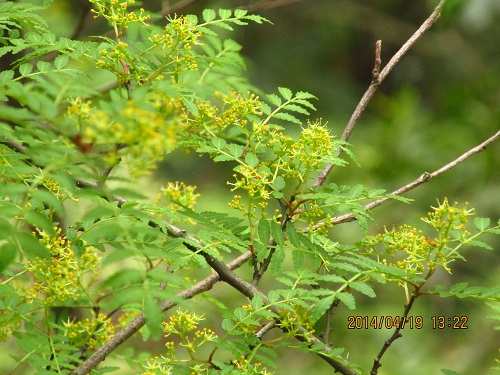 サンショウ（山椒）の花