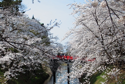 弘前城の桜