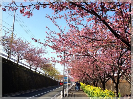 三浦海岸の河津桜
