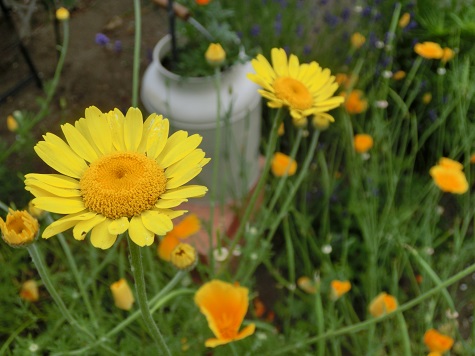 ダイヤーズカモミール