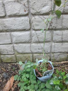 ブルーベリー ｂオースチンの苗を植えた ほっこり家庭菜園 楽天ブログ