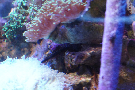 2012_1113ｸﾓﾋﾄﾃﾞ､ｵｵｽﾘﾊﾞﾁ0018.JPG