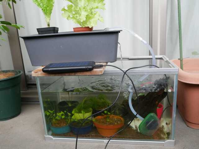 水耕栽培装置を流用してアクアポニックス べらんでぃずむ ベランダ菜園とか 楽天ブログ