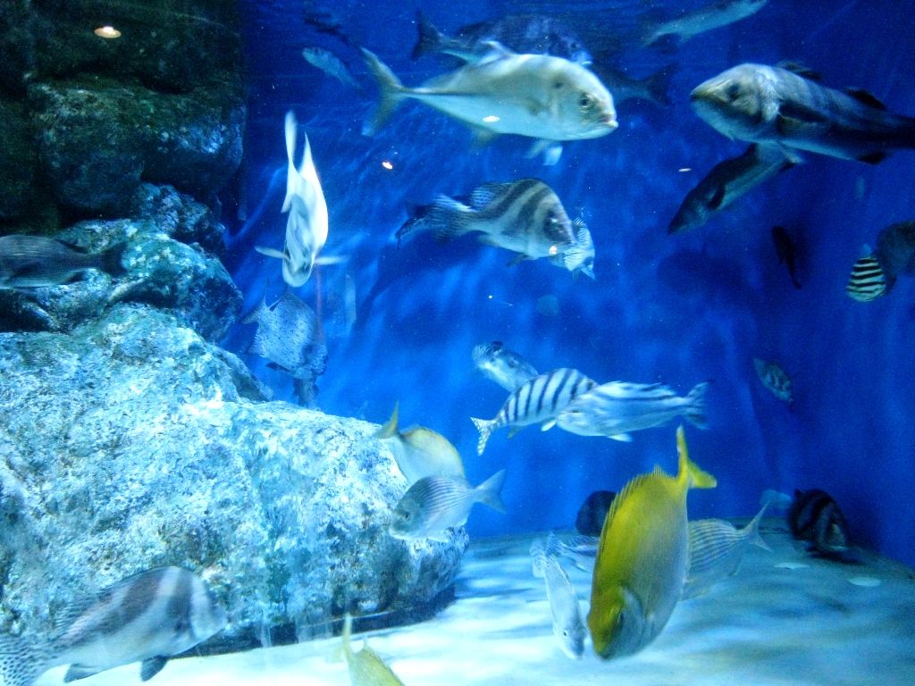 青い宝石の様で綺麗な水族館の海水魚がサンゴの中を華麗に泳ぐ ありふれた一日を 記憶に残る素敵な時間に 楽天ブログ