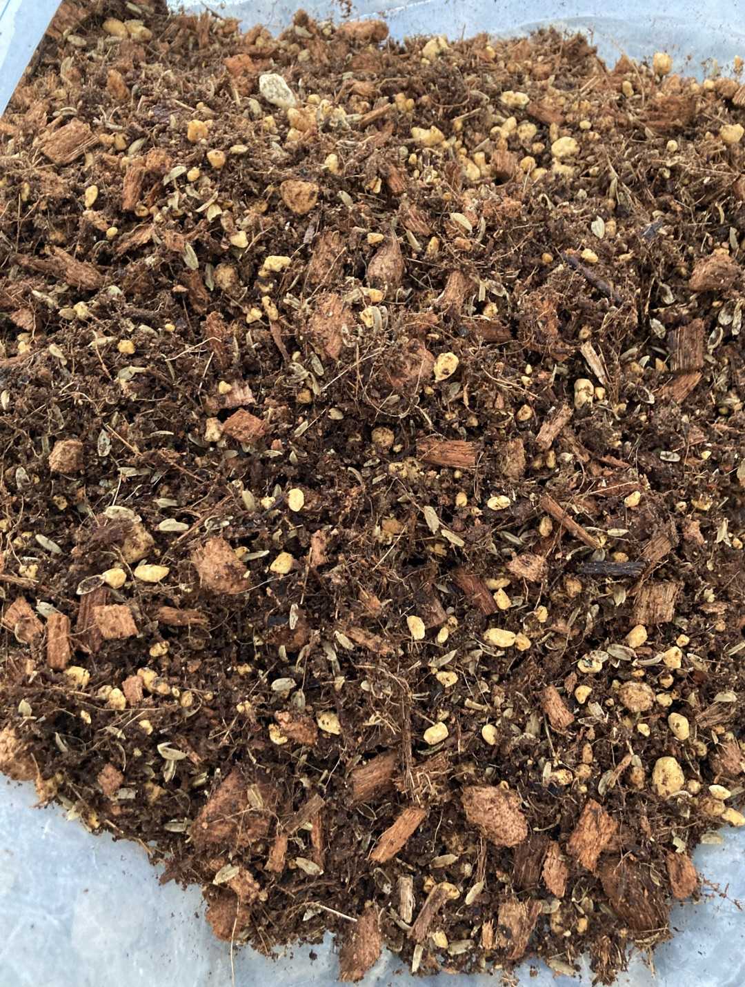 通気性改善 ガーデンココチップ ラビットアイ系 ブルーベリー栽培記録 楽天ブログ