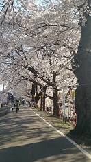 2014桜8.jpg