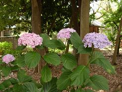 玉敷公園アジサイ