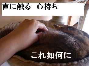 これいかに.JPG