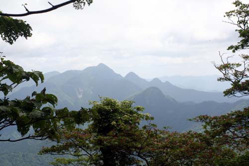 オオヤマレンゲ