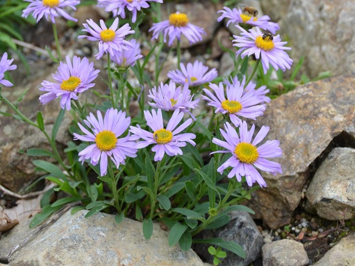 外国３アスター・アルピヌス_R.jpg