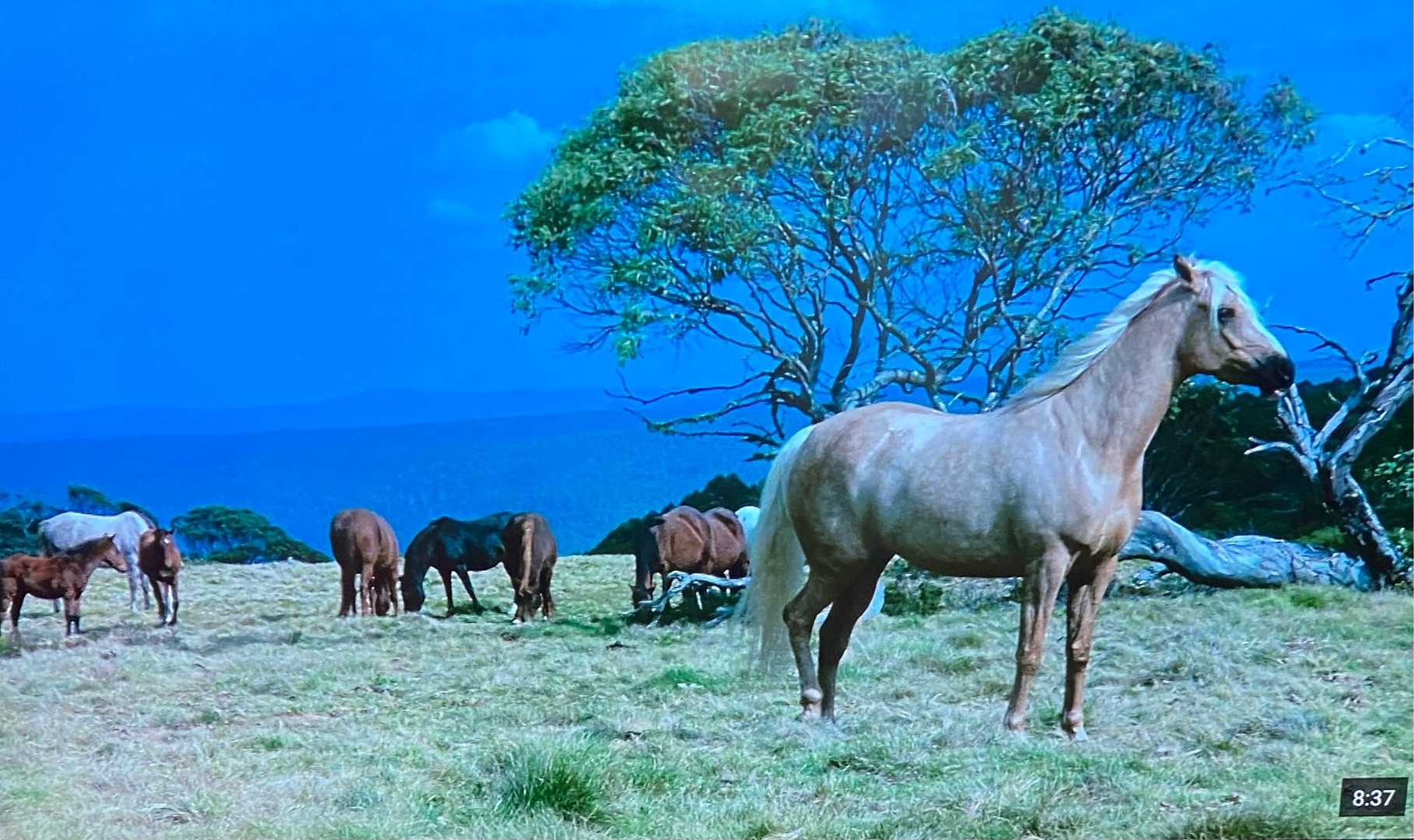 映画 伝説の白い馬 詩と映画と日記 楽天ブログ