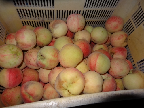 DSC05939 (500x375).jpg