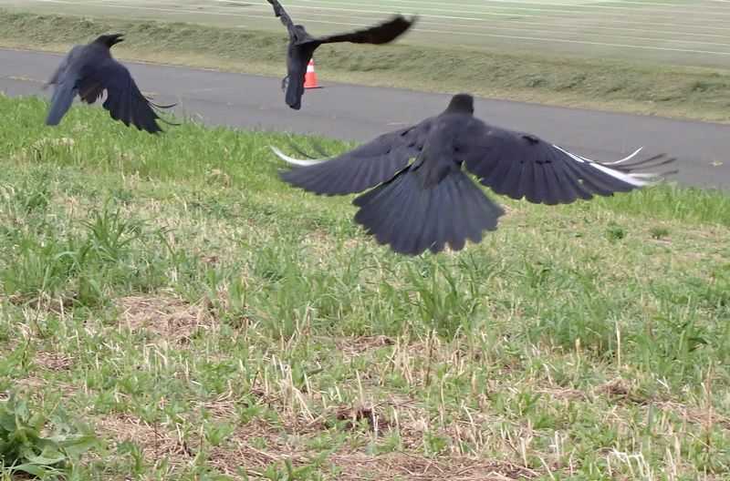 白い羽のカラスが飛び立つ
