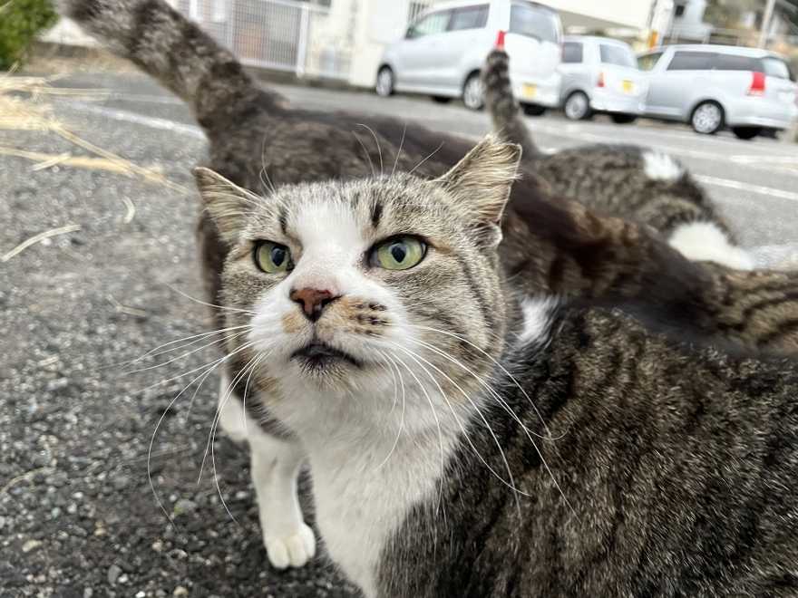 ねこ 猫 #ねこ #猫 #地域猫  地域猫 外猫