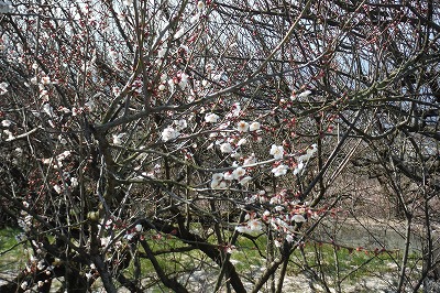 20150211梅の花