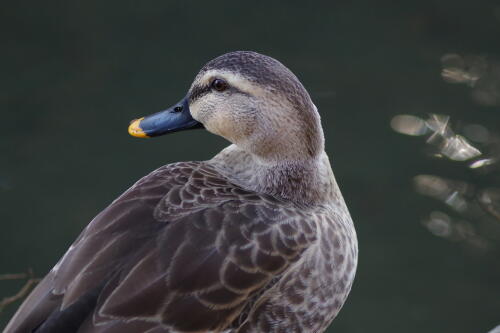 洗足池の野鳥