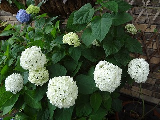 DSC01527.jpg