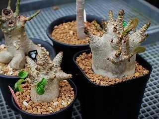 アデニュウム・オベサムが咲きました | ☆ガマンマの ニク・サボ栽培