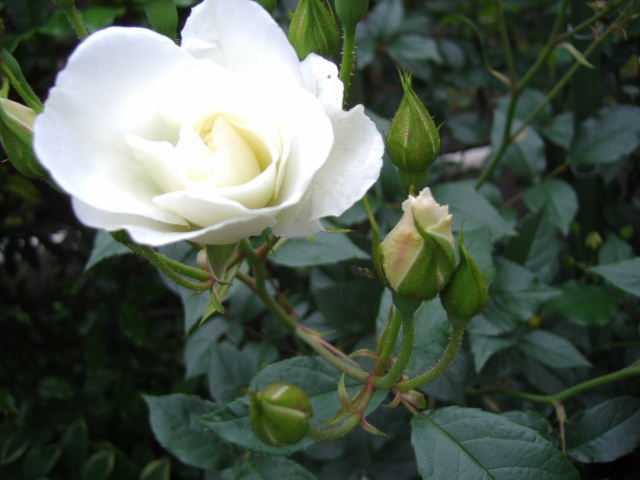 バラに寿命はあるの アイスバーグ 花カホル 楽天ブログ